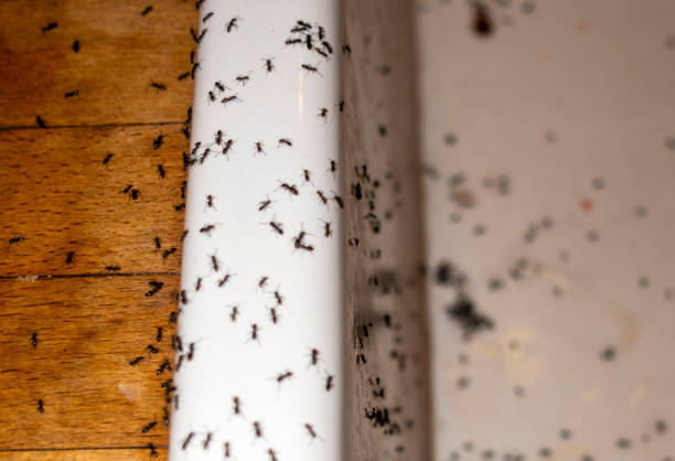 Best Ant Control Services  in Harleysville, PA